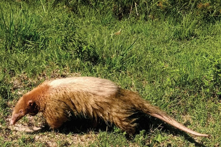  Reportan el primer registro de oso melero con «albinismo» de Argentina